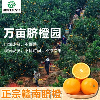 江西赣南脐橙5斤10斤20斤 新鲜水果现摘现发爆汁手剥甜橙整箱批发