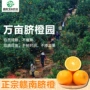 江西赣南手剥新鲜脐橙