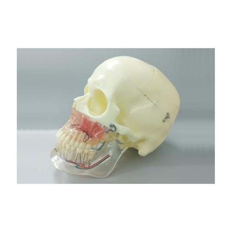 Modelo de simulación dental simple de modelo de práctica de enseñanza oral tipo reposacabezas modelo de cabeza simple de sujeción de mesa modelo de simulación de cabeza image 18