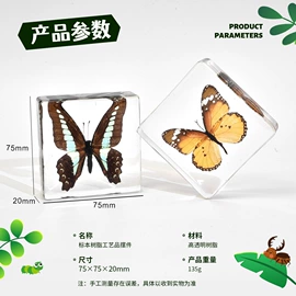 树脂工艺品;标本;工艺礼品项目