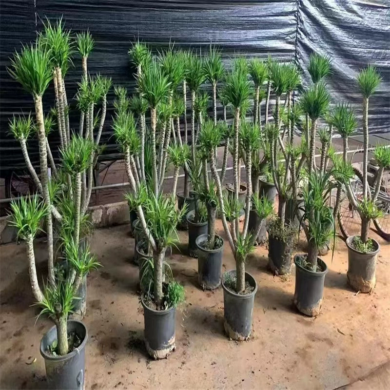 Дерево Longxu большое зеленое растение многоголовое дерево Дракона железное дерево удачи в помещении гостиная цветочное растение в горшке бонсай