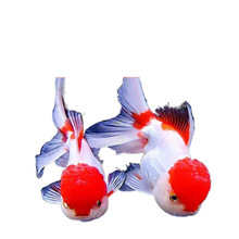 ���~���w�^�p�~С�͟Ꭷ�~��ˮ�~�m��̩�{���ﵭˮ�ͻ��~�\��С�~