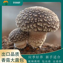 简单好养香菇大菌包菌棒新鲜食用菌种家种纯天然家庭阳台蘑菇