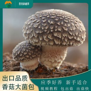 ���κ��B�㹽������������rʳ�þ��N�ҷN����Ȼ��ͥ�̨Ģ��