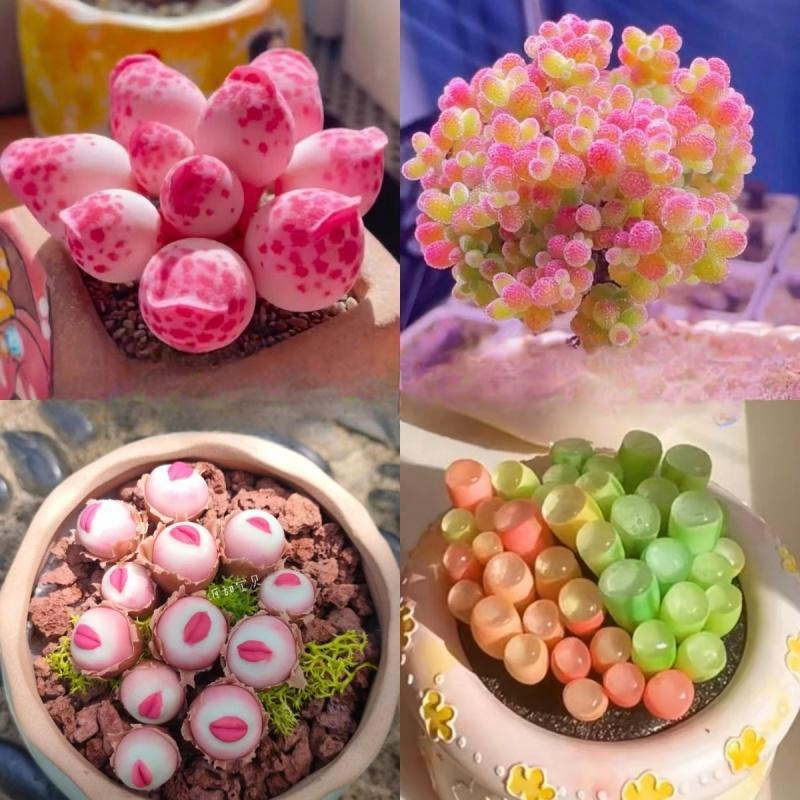 新手多肉植物小盆栽阳台套装组合网红套餐绿植花卉植物好养包邮