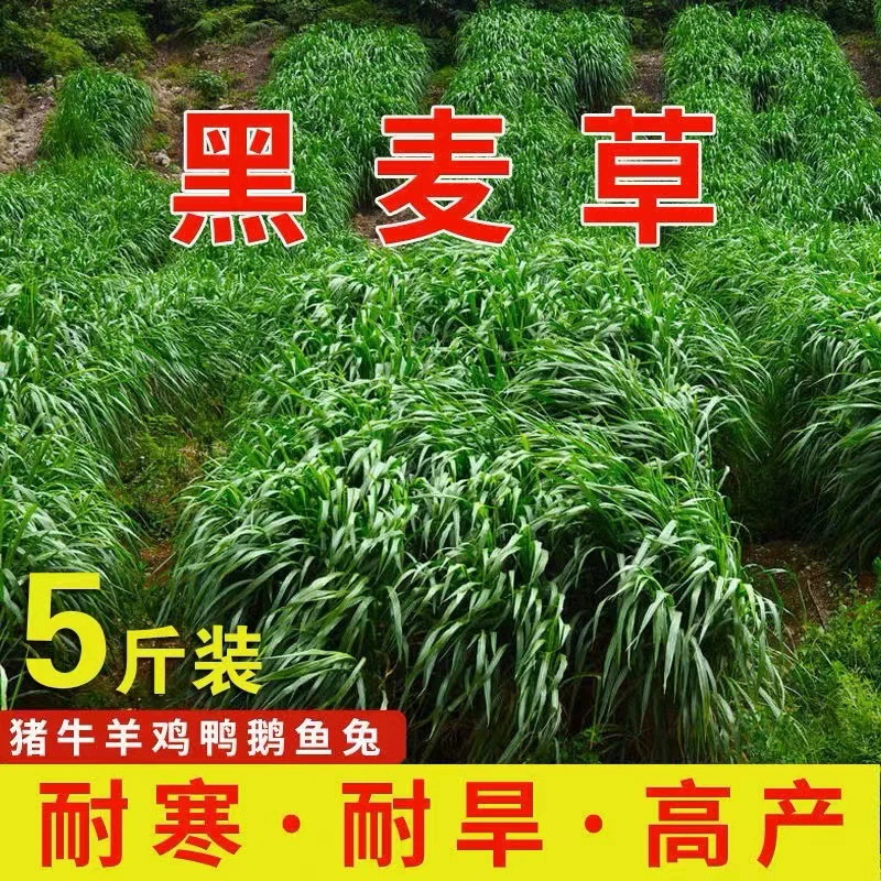 Семена райграсса Four Seasons зеленые многолетние выносливые семена кормовой травы курица утка Крупный рогатый скот овцы в четыре раза высокая урожайность семян райграсса