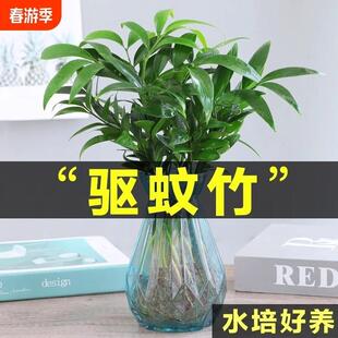 Hydroponic Mosquito Repellent Bamboo, Bamboo and Cypress Green Plant Potted Plant, Evergreen Insect Repellent Indoor Flower, Office Living Room