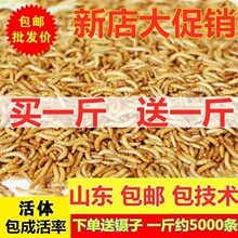 ������残ü�B�N���x�r���x�x�Ї������~�}���x���ʯ���S���x