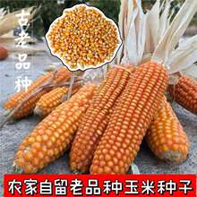 传统老品种黄玉米种子 自留种子 非转基因农家笨玉米种子可自留种