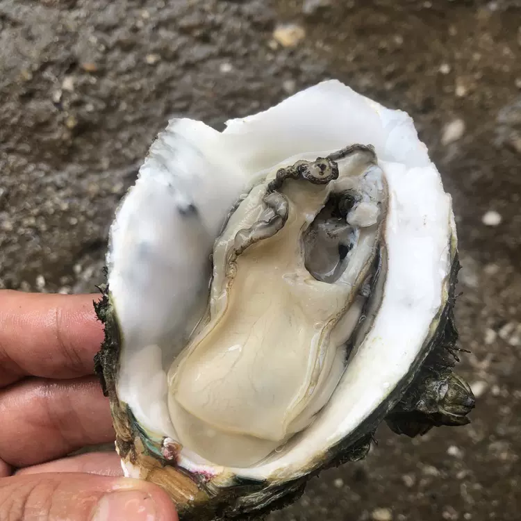 台山生蚝鲜活海鲜水产乳山新鲜牡蛎贝壳摆摊蒜蓉烧烤特大5斤一箱