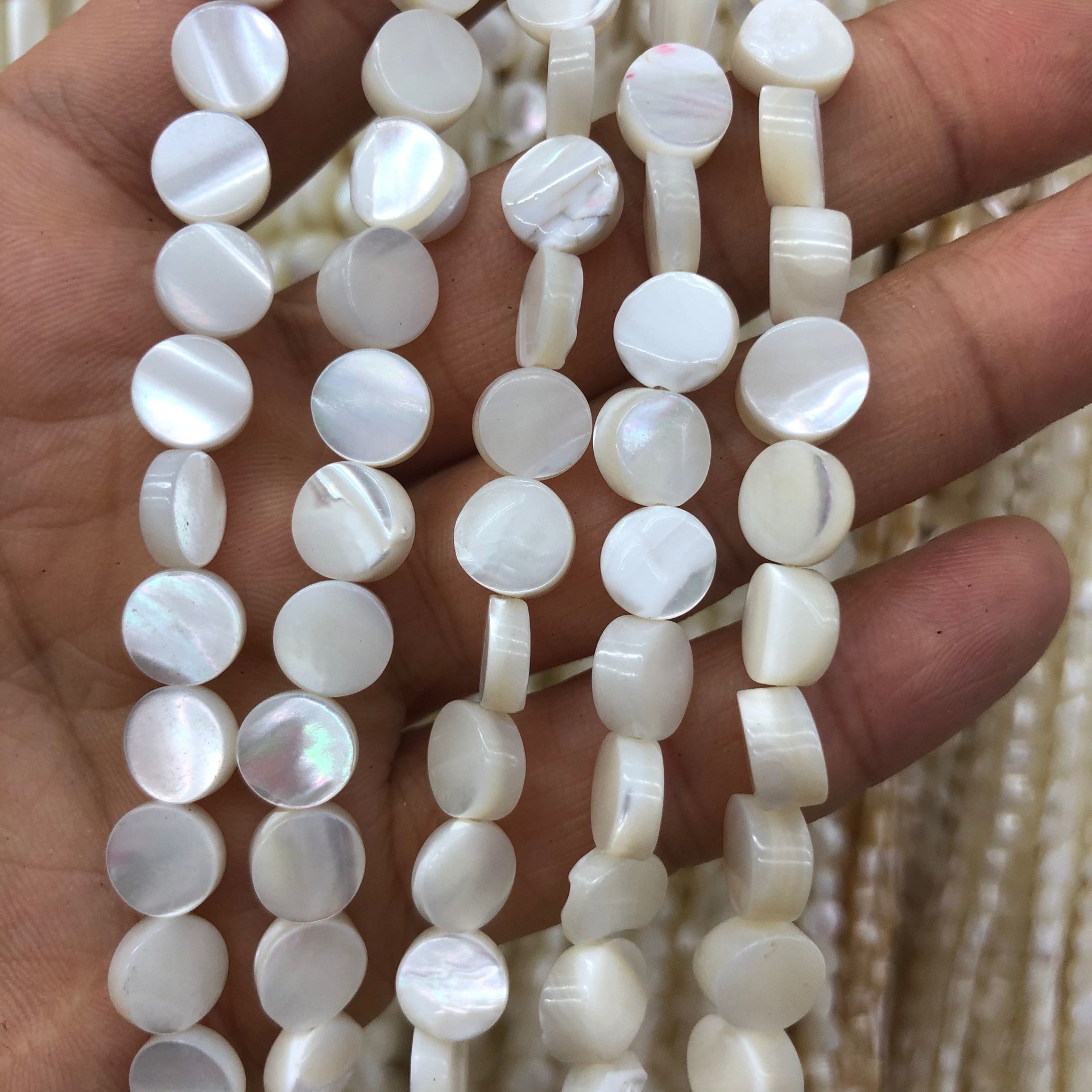 马蹄螺平面-白色