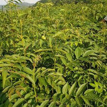 基地出售青钱柳 公园小区造景园林绿化工程苗 摇钱树 山化树