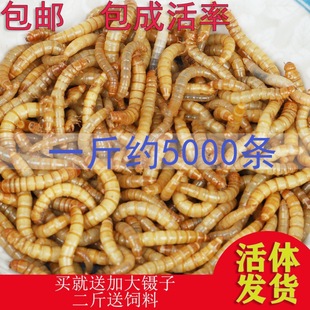 ����x���wϐ�����x��~���x�S���x���w�����~������ü���~�˸�