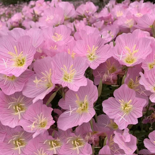 Beautiful evening primrose flower seeds are sown in spring and autumn all the year round and easy to blossom. Outdoor courtyard is alive when you see the soil.