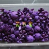 [紫色开心果1盒65克（约70个），会有少量的破损]