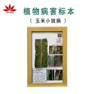 Corn Spot Disease Crop Plant Disease Specimen University Teaching Exhibition Hall