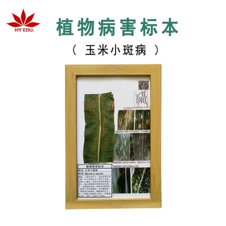 玉米小斑病农作物植物病害标本 高校教学展览馆