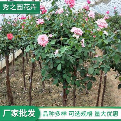 wholesale Tree Tree stump Europe May Chinese rose Sapling Flowering more Colorful Duoduo High pole tree shape Four Seasons Aroma