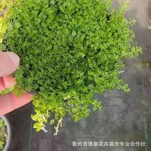 新西兰半边莲草坪盆栽庭院绿化耐热耐寒多年生宿根四季开花植物苗