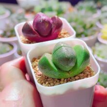紫元宝绿帝玉生石花多肉植物盆栽新手好养番杏科肉办公室花卉绿植