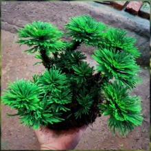 ����߀��ݲ�������ș��߀ꖲݾ������_ľ�����P�˲���ˮ�ͻ�Gֲ