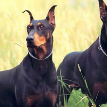 羳 ٹӖȦȦPFƹPʽȦPȦ