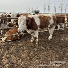 �F���Bֳ��ţ���x���Ă�Ʒ�N�ı��^�����T����ţС��ţ�����Sţ