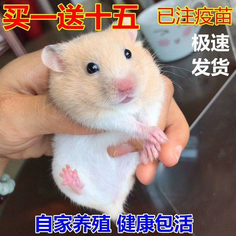 Бесплатная доставка маленького питомца хомяка ребенка золотой медведь ребенок пудинг фиолетовый молочный чай глазные круги медведь зерновая клетка