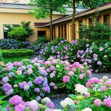 绣球花苗盆栽带花无尽夏八仙花绣球花大苗大花老桩花卉植物室内花