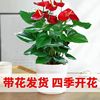 Red palm flower potted Palm Palm white palm flower indoor hydroponic cultivation four seasons flowers and plant green plants