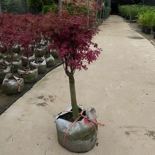 �F������辰�t����Ȫ�����֮���t������ë���������ļ����@ֲ��