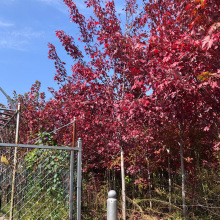 �t����������l�@�ֹ��̾G����ľ���^�^�p��ľ�ձ��t�������t����