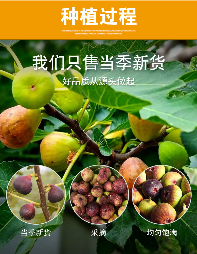 Dried Figs (Ficus carica) — Xinjiang Food-Herb Fruit for Soup, Snacking & Daily Nourishment preparation