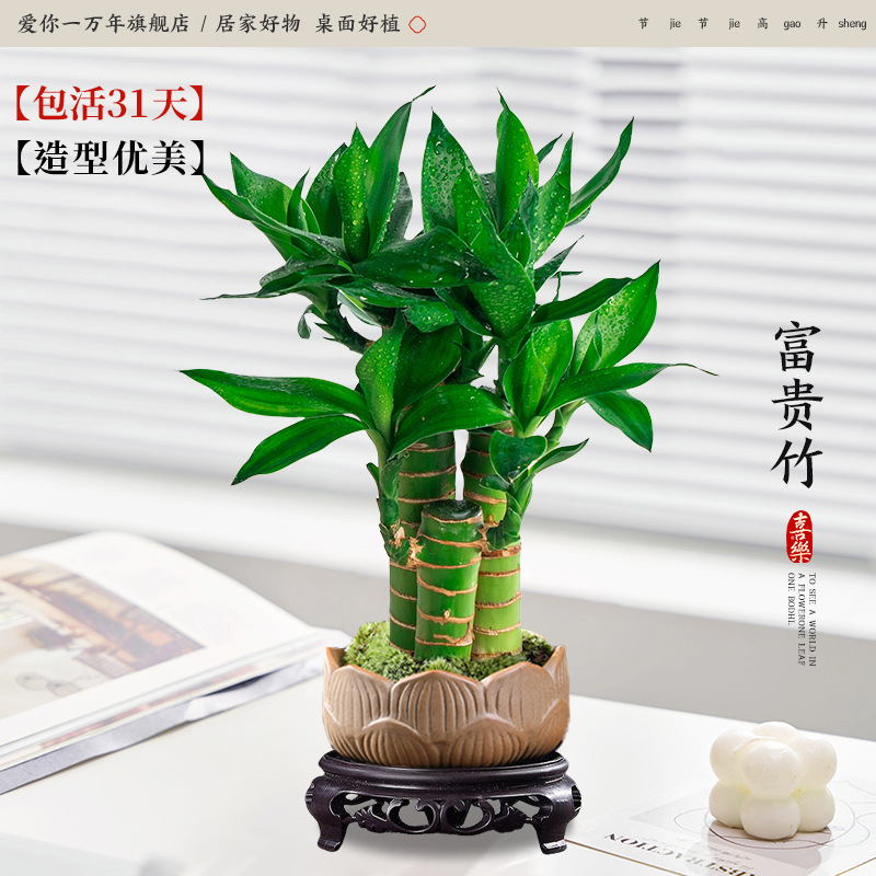 행운죽 3개 + 연꽃 화분 + 원형 베이스 (포장석 + 영양액 포함)