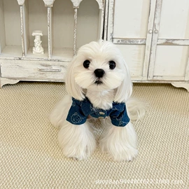 狗狗玩具;狗狗服装;宠物鞋靴