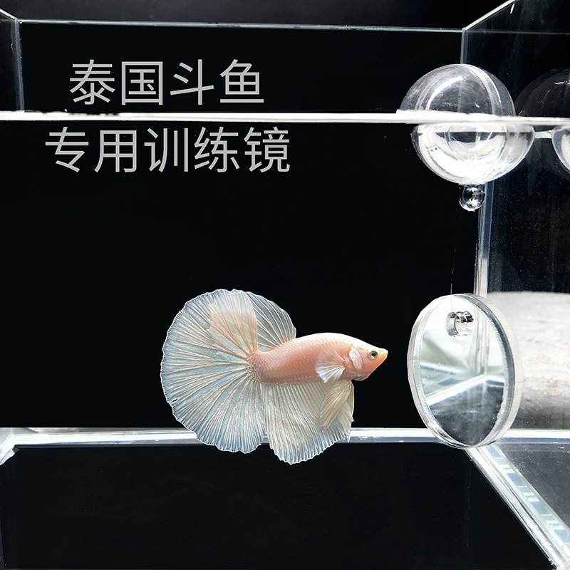Escenografía Tailandia Betta pez ventosa espejo espejo suspensión interna y externa pequeña pecera entrenamiento espejo interactivo espectáculo espejo de ejercicio de cola