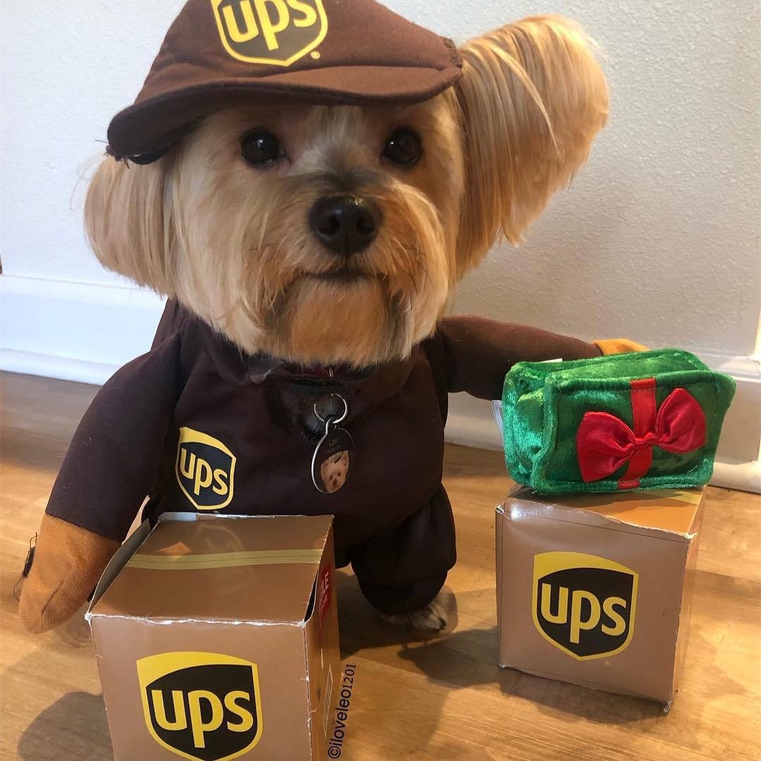 Amazon divertido expreso perro mascota gato ropa pequeño mediano grande perro francés cubo Golden Retriever suministros Otoño e Invierno