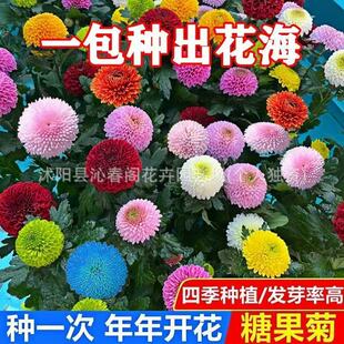 �ǹ��ջ��N��һ���ļ��_��ƹ������߲�ƹ�Ҿջ���ͥԺ�ѷNֲ����