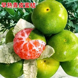 ��Ʒ�N��Ƥ�۽�������һ̖���������������޽ӟo���۽��Ә���