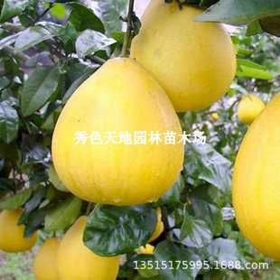 �����������Ә������������ɳ����ͥԺ�޽��ϱ����Nֲˮ��������