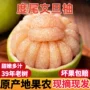福建仙游正宗应季文旦柚