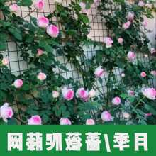�¼����ٹ̶��W�񻨠����Nޱ�ٱ�ֲ��à��栿�����������F�z�W