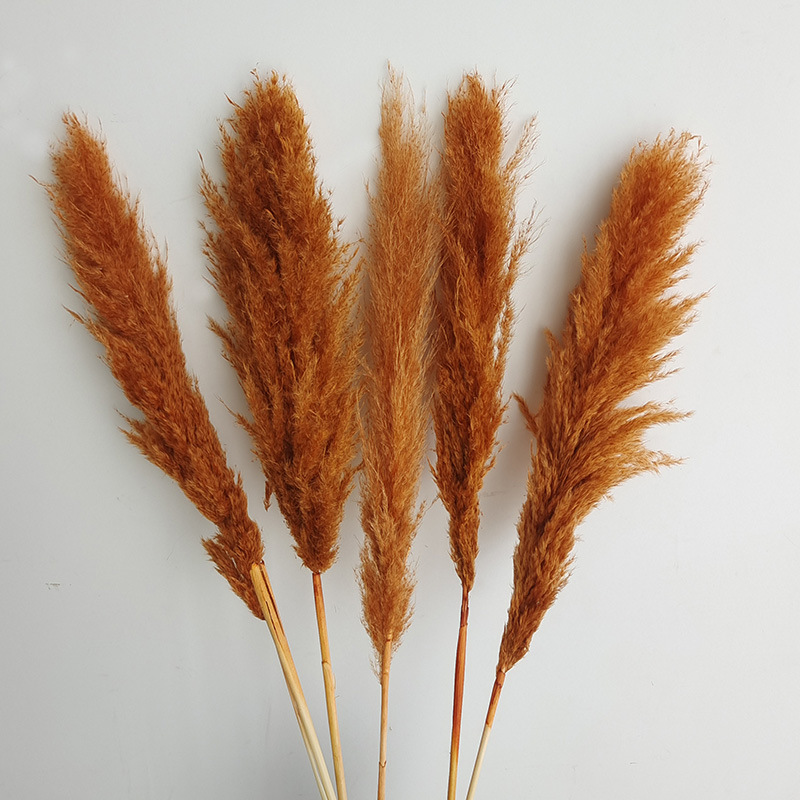 (4) 꽃 스파이크 5 개 70-80cm 전체 길이 약 140cm