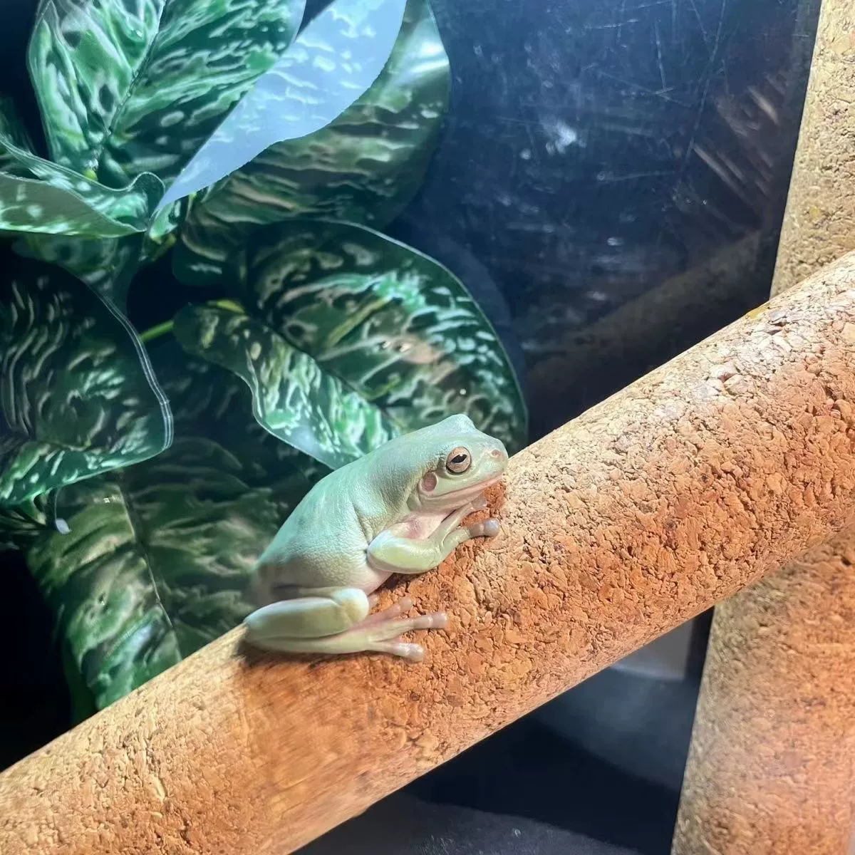 Восхождение на мягкую деревянную палку Прочный геккон