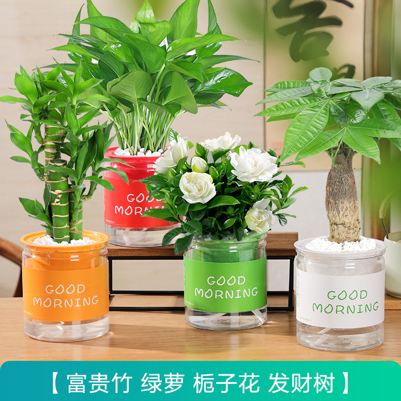 [특별 제공 녹색 식물 4 화분] 돈나무 + 행운의 대나무 + 포토스 + 치자나무