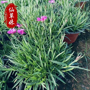 Dianthus Potted Plants, Four-Season Flowering, Cold-Resistant and Drought-Resistant Plants, Dianthus Cup Seedlings, Wholesale of Park Greening Project Seedlings