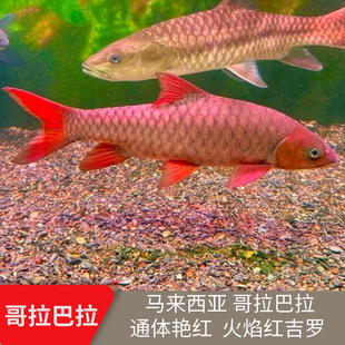 �M�ڸ��������t���_�{���_�R������T����ԭ���~��ˮ�^�p�~