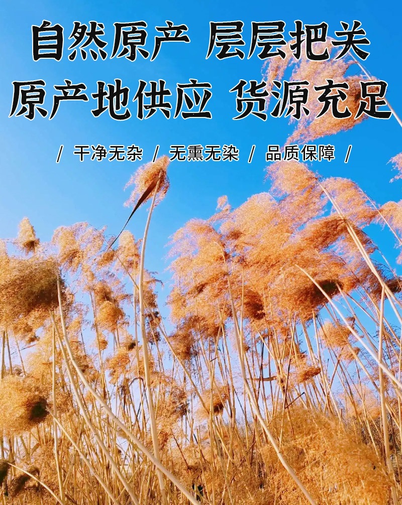 Dried Reed Rhizome Lu Gen 500g Wild Reed Root Slices for Herbal Tea and Decoction in use