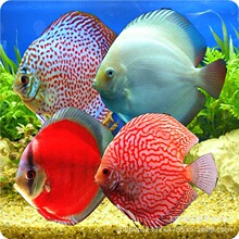 �Ꭷ�^�p�~�߲��������~���cѩ���w��ؔ��ɏ�������{�����~�W�^