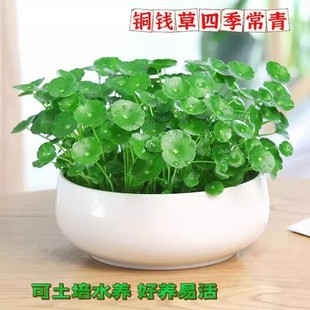 �~�X��ˮ��ֲ���҃��k�����������Ի����ļ��������˺��B�Gֲ���l